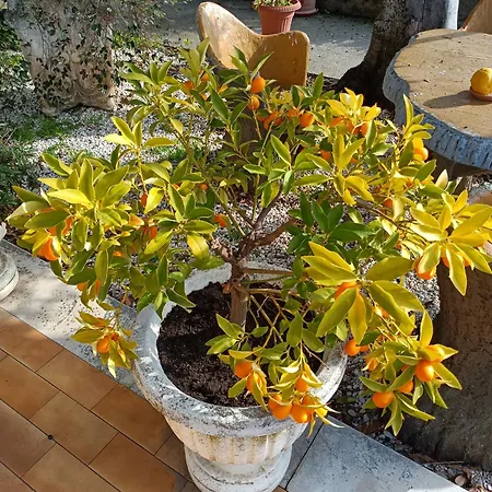 Colle Perazzoni Apartment Fiano Romano