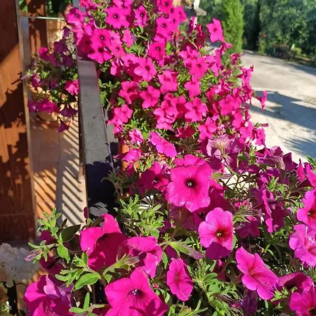 Colle Perazzoni Apartman